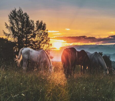 Horses auf Mallorca Ranch
