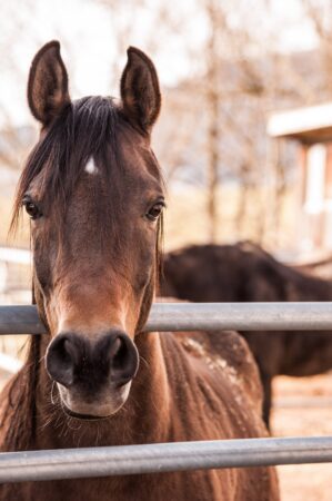 horse riding mallorca event