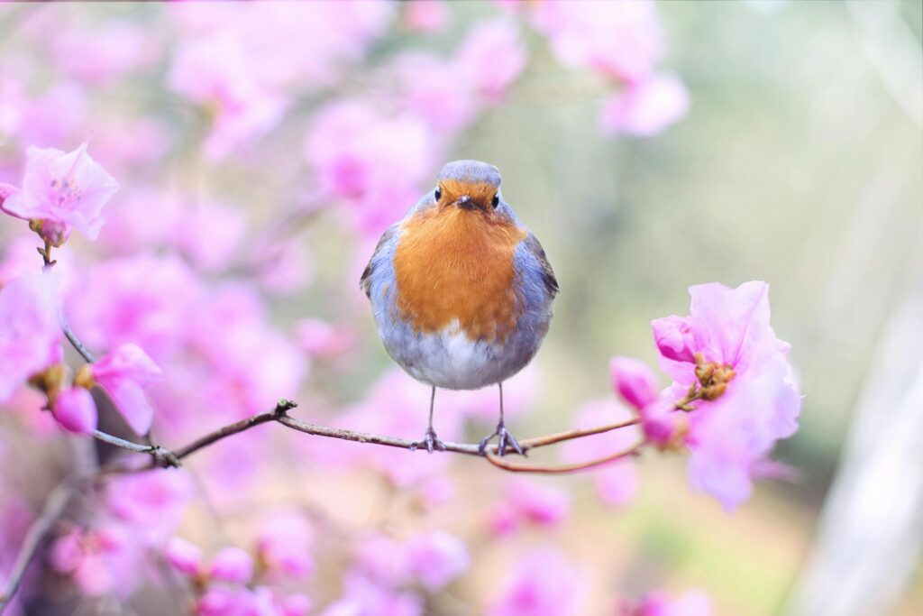 Frühling mallorca Bild Vogel auf einem Zweig