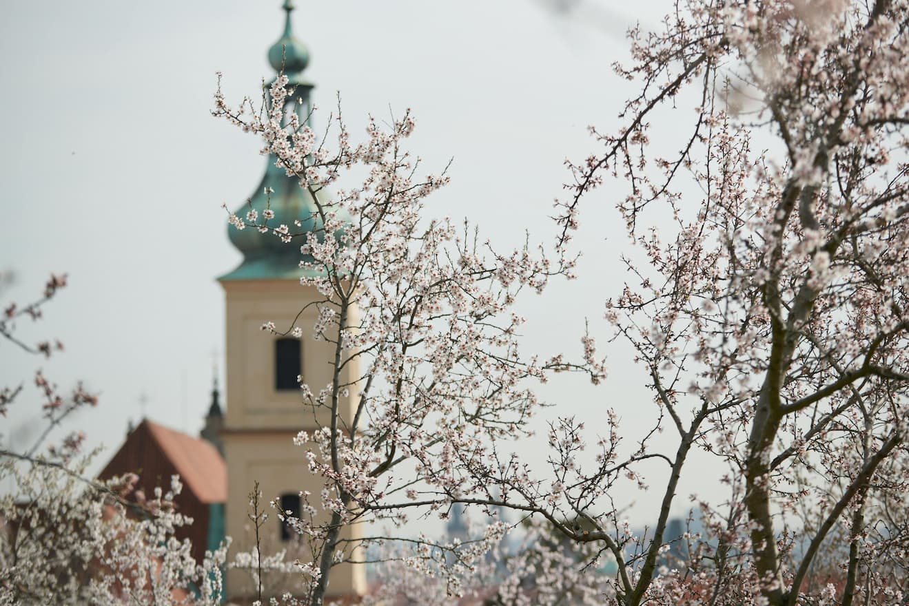 Flores de almendro Primavera Mallorca Panorama (1)